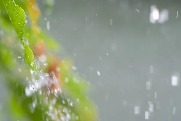 잎에서 떨어지는 빗방울을 튀기면 떨어진다 생태학적 — 스톡 사진