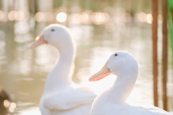 Retrato Cerca Hermoso Pato Blanco Joven Cerca Del Estanque Parque — Foto de Stock