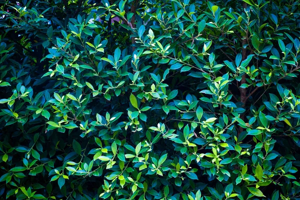 Ficus annulata 'nın taze yeşil doğa düzeni, koyu yeşil yaprak deseni arka plan, ekoloji 