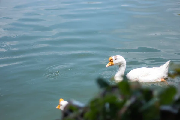 Ganso Blanco Anser Anser Domesticus Nadando Lago Agua Con Espacio — Foto de Stock