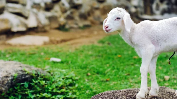 Söt Liten Baby Får Lamm Stående Sten Gården Med Kopieringsutrymme — Stockfoto