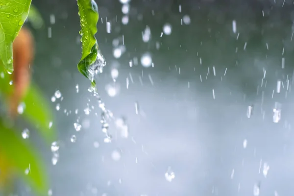 Nahaufnahme Tropfen Regen Der Vom Grünen Blatt Fällt Mit Plätschernden — Stockfoto