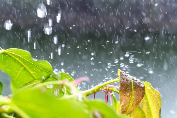 Nahaufnahme Tropfen Regen Der Vom Grünen Blatt Fällt Mit Plätschernden — Stockfoto