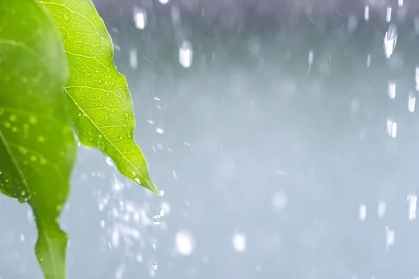 Nahaufnahme Tropfen Regen Der Vom Grünen Blatt Fällt Mit Plätschernden — Stockfoto