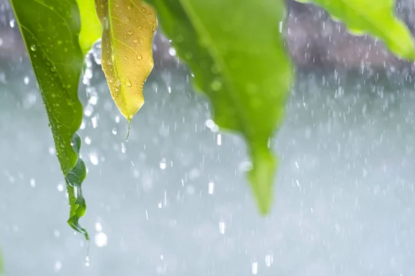 Κοντινό Πλάνο Σταγόνα Βροχής Που Πέφτει Από Πράσινο Φύλλο Πιτσιλίσματα — Φωτογραφία Αρχείου