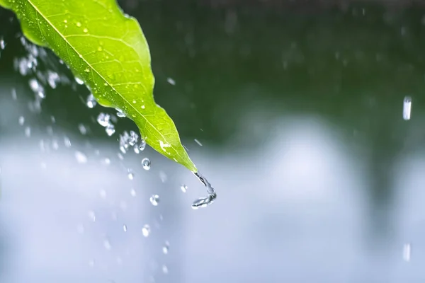 잎에서 떨어지는 빗방울을 튀기면 떨어진다 — 스톡 사진