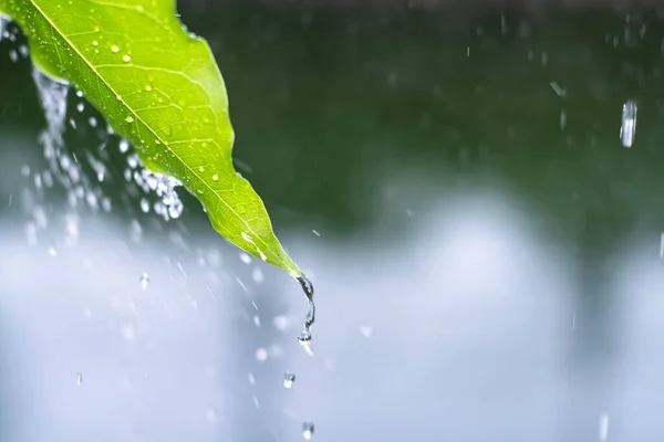 Nahaufnahme Tropfen Regen Der Vom Grünen Blatt Fällt Mit Plätschernden — Stockfoto