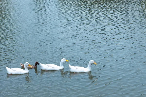 Lindo Pato Blanco Nadando Lago — Foto de Stock