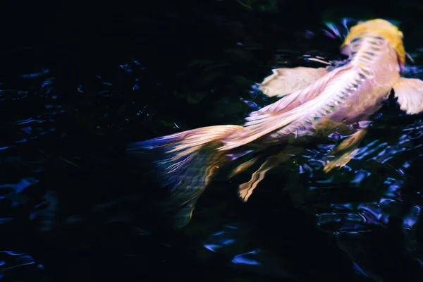 Close Beautiful Movement Long Tail Koi Fish Fancy Carp Fish — Stock Photo, Image
