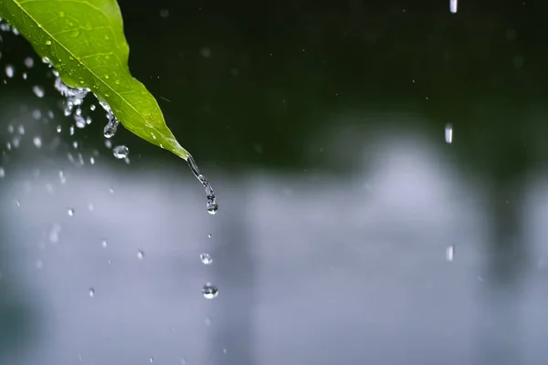 Nahaufnahme Tropfen Regen Der Vom Grünen Blatt Fällt Mit Plätschernden — Stockfoto