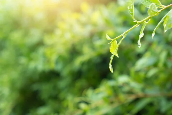 天然绿叶植物 有水滴 — 图库照片