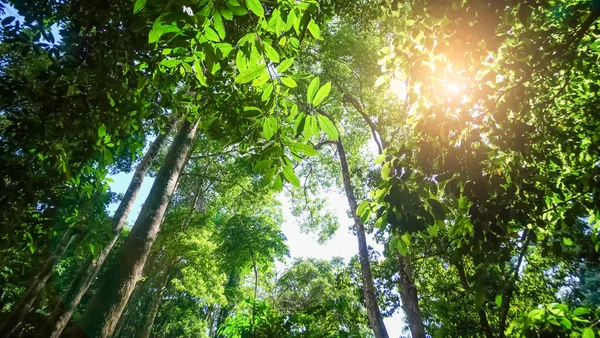 Mirando Hacia Arriba Vista Los Árboles Verdes Tropicales Selva Tropical Imágenes De Stock Sin Royalties Gratis