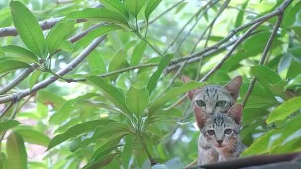 Cute Mom Kitty Family Cats Lying Looking Camera Green Leaves — Stock Video