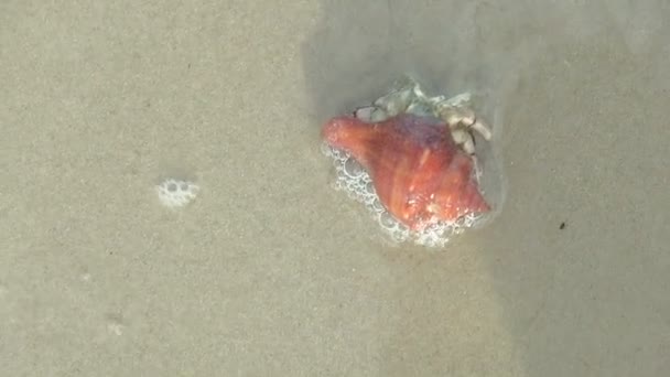 Deniz Kabuğundaki Münzevi Yengeç Güneşli Bir Günde Deniz Dalgalarıyla Sahilde — Stok video