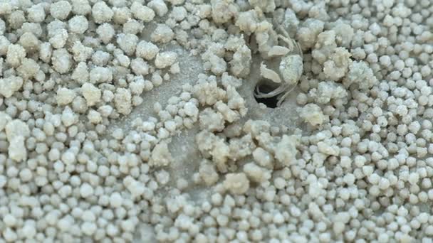 Close Cute Ghost Crab Sand Crab Wind Crab Sand Bubbler — Stock Video