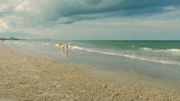 Lindo Perro Corriendo Playa Tropical Arena Por Noche Hua Hin — Vídeos de Stock
