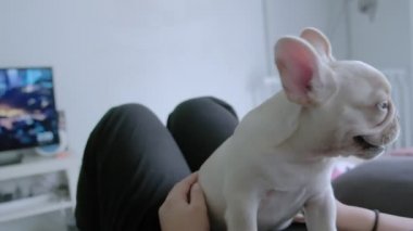 Şirin, genç beyaz Fransız buldog sahibinin vücudunda yatıyor ve evdeki oturma odasında birlikte oynuyorlar.
