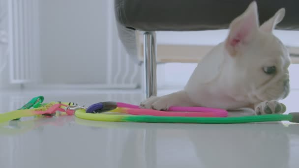 Leuke Mooie Jonge Kleine Witte Franse Bulldog Spelen Speelgoed Kleurrijke — Stockvideo