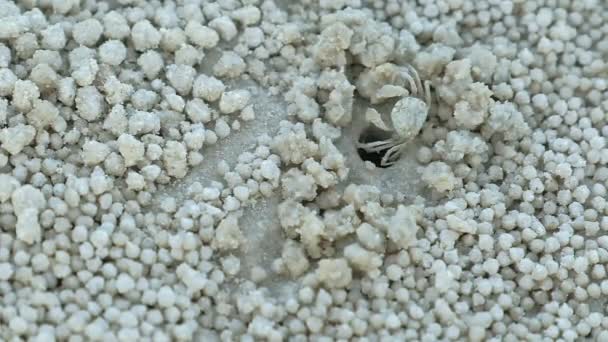 Κοντινό Πλάνο Χαριτωμένο Καβούρι Φάντασμα Καβούρι Άμμο Καβούρι Αέρα Άμμο — Αρχείο Βίντεο