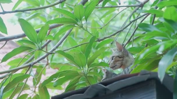 Bonito Mãe Gatinho Família Gatos Relaxando Telhado Olhando Para Câmera — Vídeo de Stock
