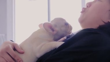 Şirin, genç, beyaz Fransız buldog sahibinin vücuduna uzanıyor ve evdeki oturma odasında sevimli bir şekilde oynaşıyor.