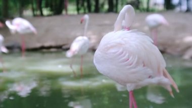 Küçük gölde güzel pembe ve beyaz flamingolar, hayvanat bahçesinde kuş gözleme.