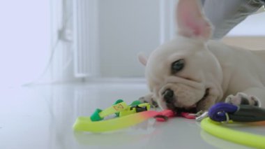 Sevimli, genç, beyaz bir buldog. Evdeki oturma odasında yerde oyuncak renkli ip oynuyor.