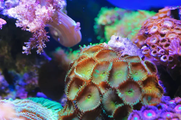 Portrait Cute Blenny Fish Tropical Beautiful Colorful Soft Coral Reef — Stock Photo, Image