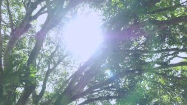 Güneş ışınları, ağaç gölgelerindeki dalların üzerinde yemyeşil yaprakların arasından parlayan ılık bahar güneşi. Taze yaprakların arasından süzülen güneş ışığı