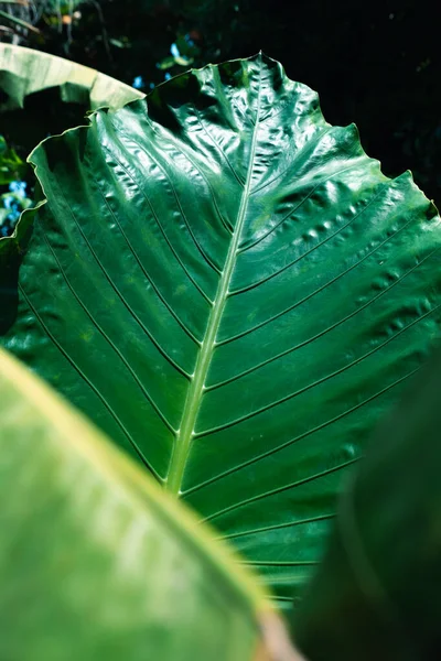 Čerstvé Zelené Tropické Listy Rostlina Deštném Pralese Thajsko — Stock fotografie