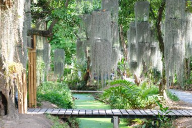 Güzel yeşillik doğa tropik bitki ağaçları ve Tayland bahçesindeki küçük köprü