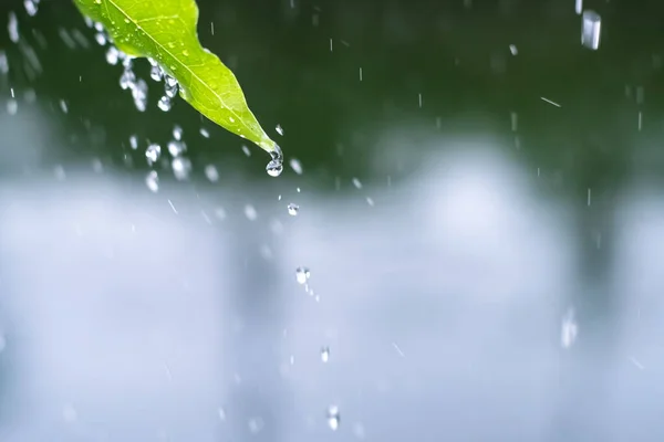 Nahaufnahme Und Selektive Fokussierung Tropfen Von Wasserregen Der Vom Grünen — Stockfoto