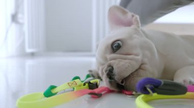 Sevimli, genç, beyaz bir buldog. Evdeki oturma odasında yerde oyuncak renkli ip oynuyor.