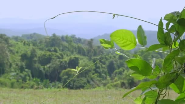 Naturalne Zielone Liście Łąki Roślin Powoli Kołysane Przez Wiatr Wieje — Wideo stockowe