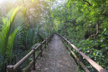 Yaz mevsiminde Tayland 'daki milli parktaki tropikal yağmur ormanlarına tahta köprü.