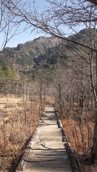 Chemin Des Sentiers Naturels Kamikochi Sentier Avec Arbres Environnement Plantation — Photo