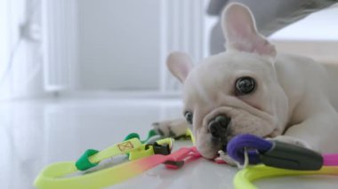Sevimli, genç, beyaz bir buldog. Evdeki oturma odasında yerde oyuncak renkli ip oynuyor.