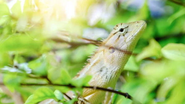 Oriental Garden Lizard, eastern garden lizard or changeable lizard on branch of tree with green natural background in tropical garden