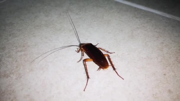 Cucaracha Caminando Planta Baja Baño Por Noche — Vídeos de Stock