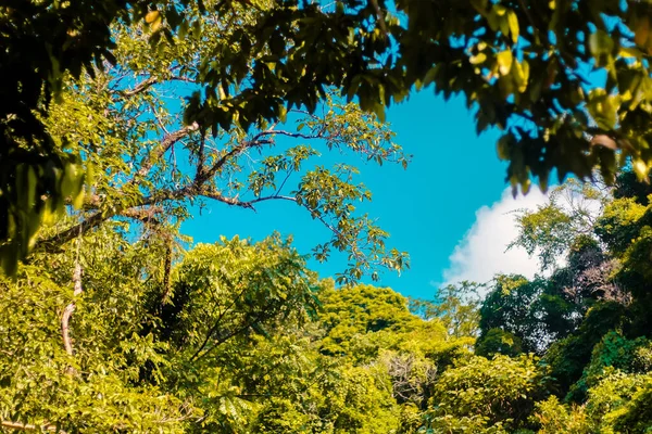 秋天的低角景观秋天的树冠高大的树在大自然中与蓝天相映成趣 — 图库照片