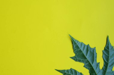 Sarı arka planda papaya yapraklarının üst görüntüsü. boş boşluk