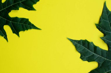 Sarı arka planda papaya yapraklarının üst görüntüsü. boş boşluk
