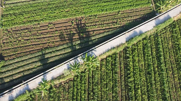 Vista Aérea Campos Caminos Hermosa —  Fotos de Stock