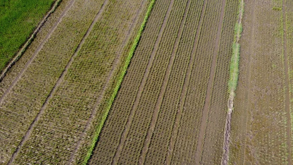 Αεροφωτογραφία Πρόσφατα Φυτεμένων Σπόρων Ρυζιού — Φωτογραφία Αρχείου