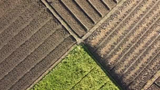 Flygfoto Mark Förberedd För Plantering Rader Jord Före Plantering — Stockvideo