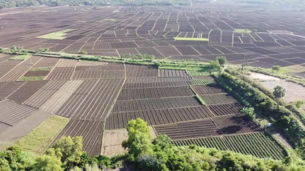 Vue Aérienne Des Terres Préparées Pour Plantation Rangées Terre Avant — Video