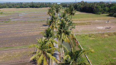 Yogyakarta Endonezya 'da tarımsal sulama kanalları olan hindistan cevizi ağaçlarının havadan görünüşü