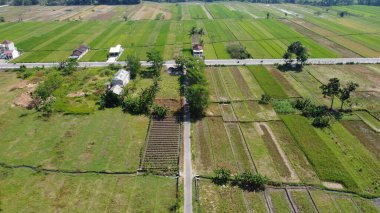 Yogyakarta Endonezya 'da düz bir yolu olan yeşil pirinç tarlalarının havadan görünüşü