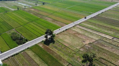 Yogyakarta Endonezya 'da düz bir yolu olan yeşil pirinç tarlalarının havadan görünüşü