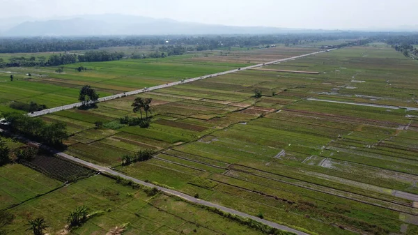 Повітряний Вид Зелені Поля Рису Прямим Шосе Джок Якарті Індонезії — стокове фото